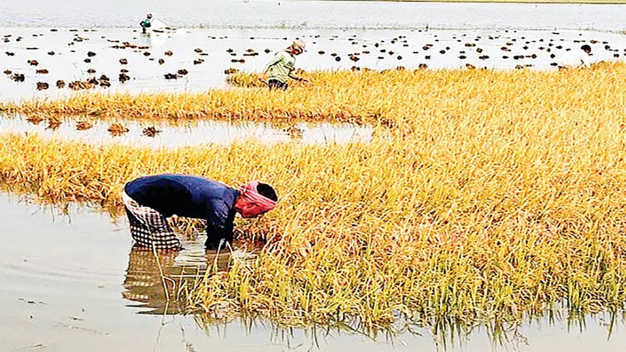 বৃষ্টির পানিতে তলিয়ে গেছে পাকা ধান, উৎকণ্ঠায় কৃষক
