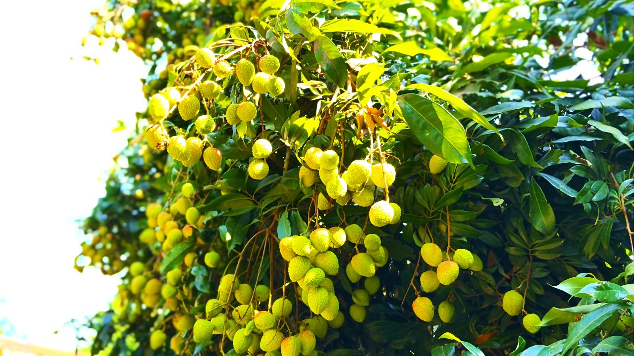 সবুজ পাতার ফাঁকে লালে লাল: সুবাস ছড়াচ্ছে মধুমাসের লিচু