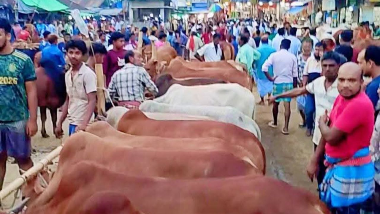সেনবাগে কোরবানির পশুর হাটে ভাটা, ২১টির মধ্যে ইজারা পেল মাত্র ১৩টি