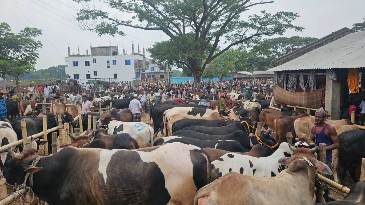 কেশবপুরের পশু হাটে কোরবানির আমেজ