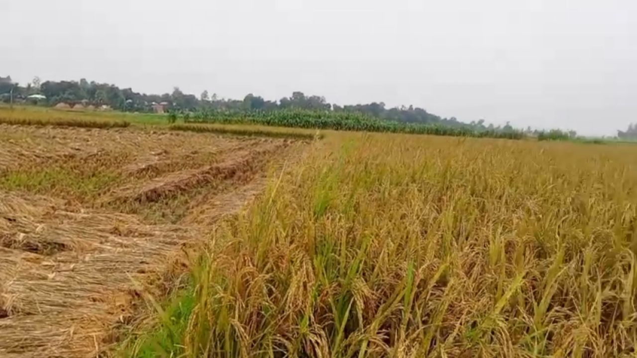 পাবনার ফরিদপুরে ২৯ ধানের বাম্পার ফলন